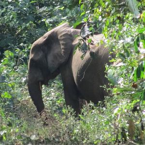 Elephant in Congo