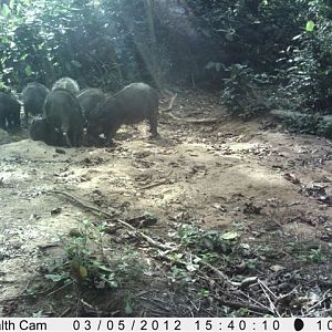 Giant Forest Hog in Congo