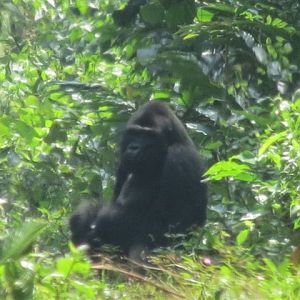 Gorilla in Congo