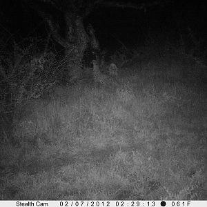 Leopard Namibia