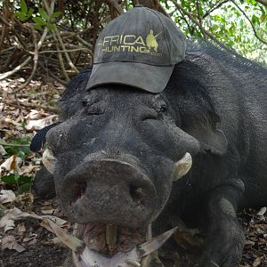 Giant Forest Hog hunted in CAR