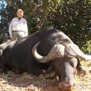 Nice old buffalo taken with 1 shot from .375 H&H