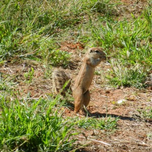 ground Squirrel