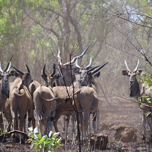 Giant Derby Eland in CAR