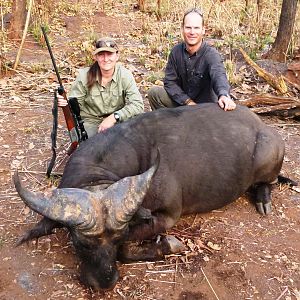 Central African Savanna Buffalo hunted in CAR