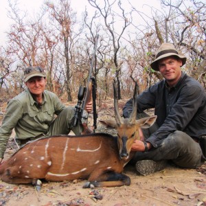 Harnessed Bushbuck hunted in CAR