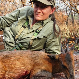 Red Flanked Duiker hunted in CAR