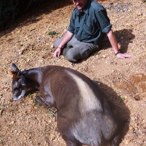 Yellow Back Duiker hunted in CAR