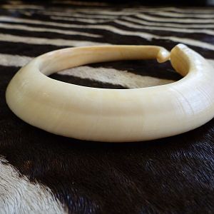 Vanuatu Pig Tusk