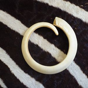 Vanuatu Pig Tusk