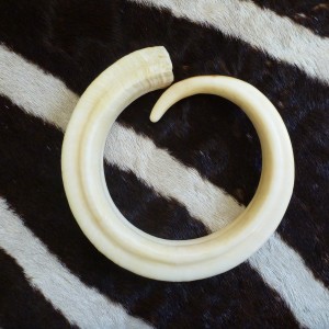 Vanuatu Pig Tusk