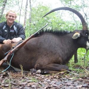 Sable Antelope