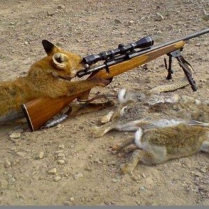 Fox Hunting in Europe - how it's actually done