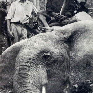 Elephant Hunting