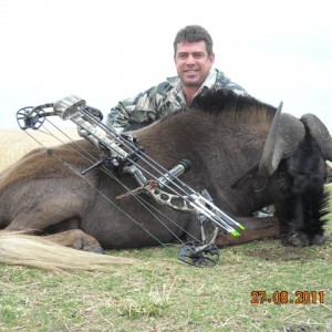 Bow Hunting Black Wildebeest