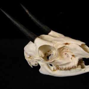 Cape Grysbok skull