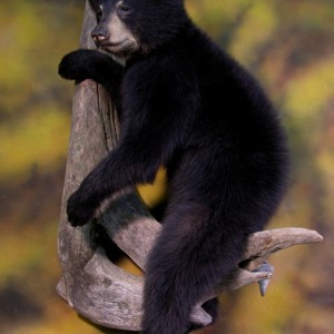 Bear Taxidermy