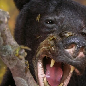 Bear Taxidermy