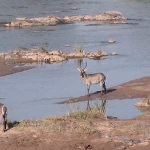 Waterbuck Kruger