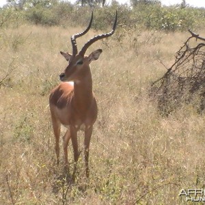 Shooter. Impala Ram