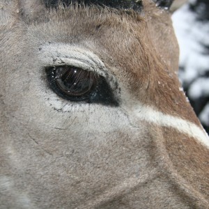 Kudu Eye Detail