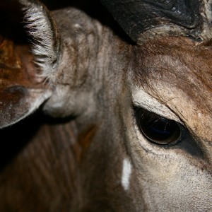 Nyala eye close up