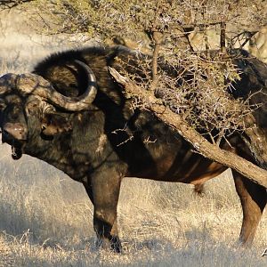 Buffalo - Wintershoek Johnny Vivier Safaris in South Africa