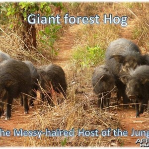 Giant Forest Hog in CAR