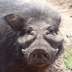 Giant Forest Hog hunted in CAR