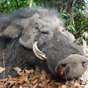 Giant Forest Hog in CAR