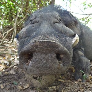 Giant Forest Hog in CAR