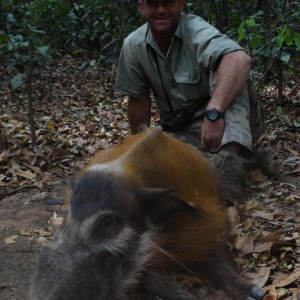 Red River Hog CAR