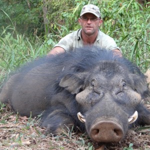 Giant Forest Hog hunted in CAR