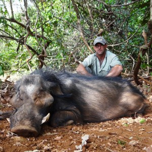 Giant Forest Hog hunted in CAR