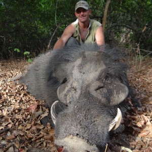 Giant Forest Hog hunted in CAR