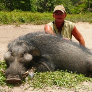 Giant Forest Hog hunted in CAR