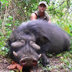 Giant Forest Hog hunted in CAR