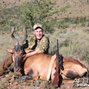 Red Hartebeest - South Africa