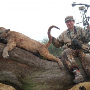 Argentina Puma hunted with Bow