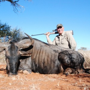 Blue Wilderbeest