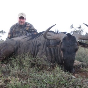 Blue Wildebeest