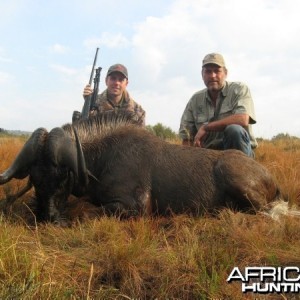 Black Wildebeest