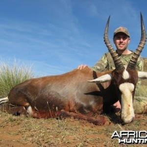 Blesbok