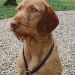 Rebus my Hungarian Wirehaired Vizsla