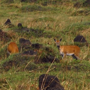 East Angolan Duiker