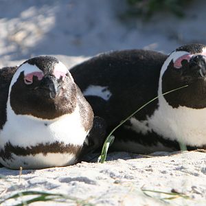 Boulder's Beach Residents