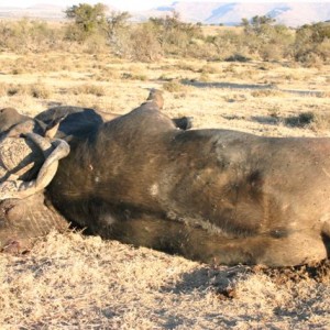 Buffalo fight to the death