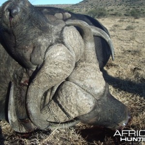 Buffalo fight to the death