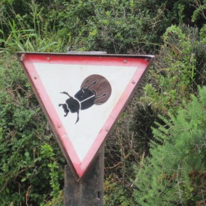 Mind the dung beetles.