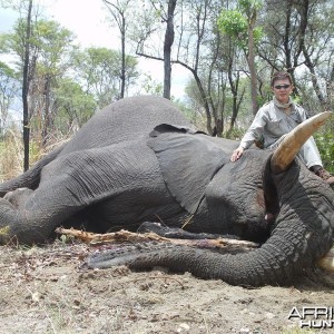 Zimbabwe Elephant - 2
